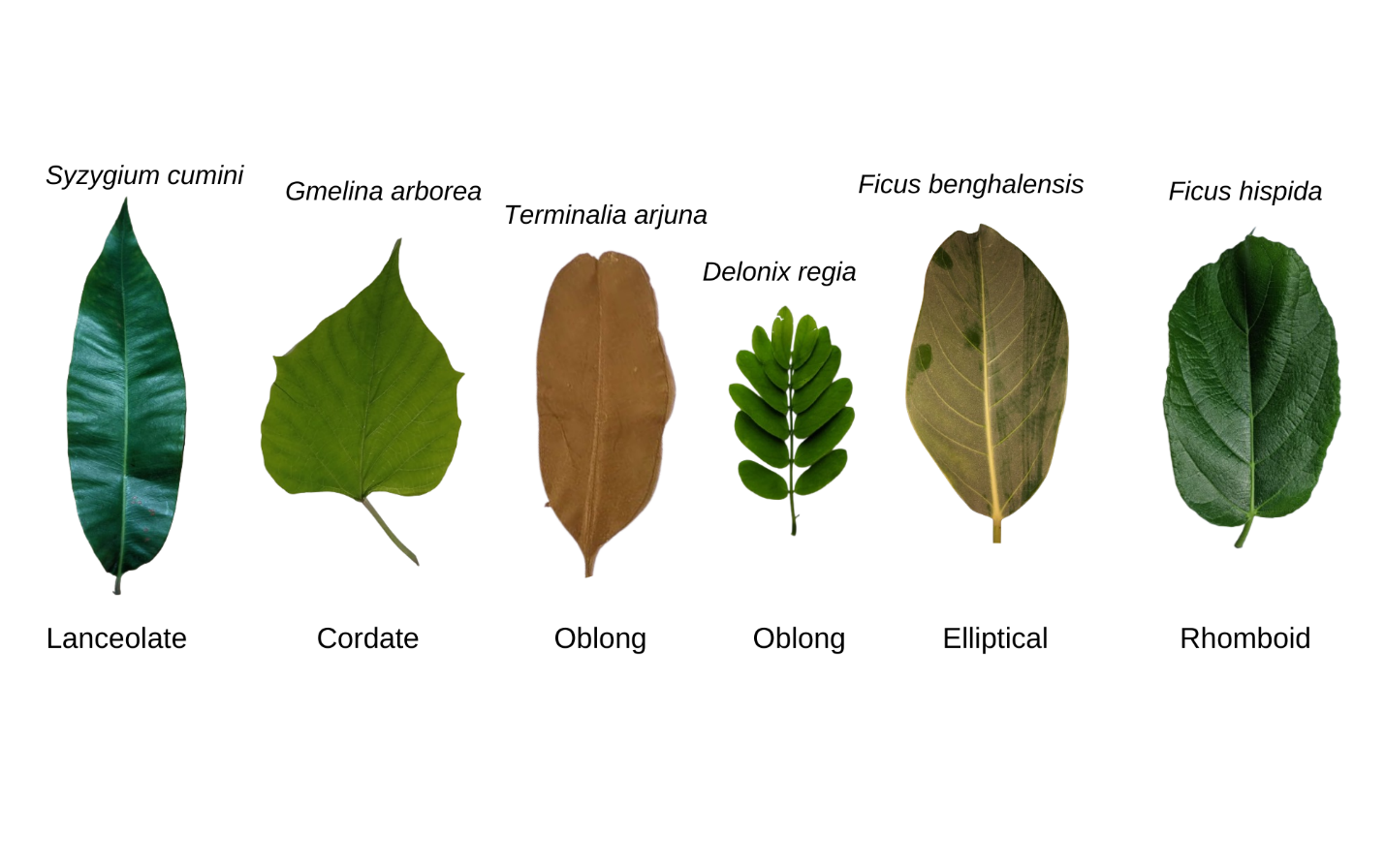 Quantifying the potential contribution of urban trees to particulate matters removal: A study in Chattogram city, Bangladesh