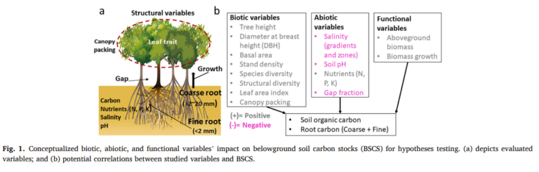 How biotic, abiotic, and functional variables drive belowground soil carbon stocks along stress gradient in the Sundarbans Mangrove Forest?